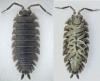Porcellio scaber
